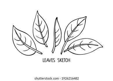Set of black line leaves on white background clipart. Doodle sketch illustration. Floral Herb Design elements. Botanical forest plants tree foliage. Monochrome floral elements, plant parts vector.
