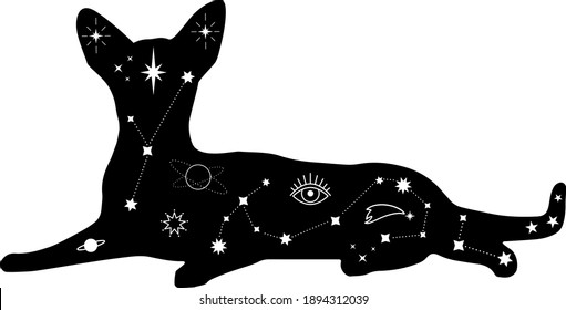 Set of black magical cats, Mystic Sphynx cat with crescent moon esoteric symbol, constellation, stars  magical elements. Magical cat,witchy black cat