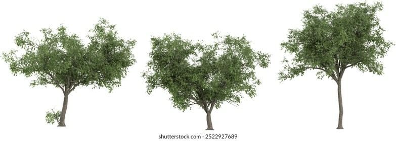 Set of Black Olive plants isolated on transparent background
