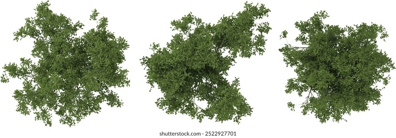 Set of Black Olive plants isolated on transparent background from the top view