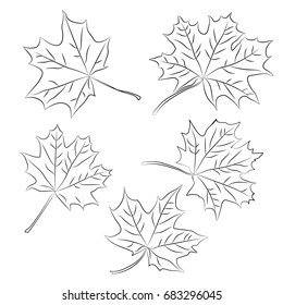 Set of black outline maple leaves. Vector illustration