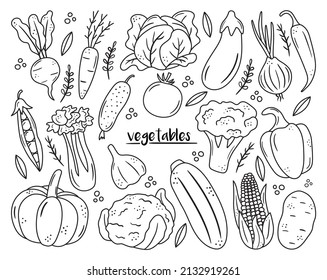 Set of black outline vegetable icons. Hand drawn drawings of carrot, cabbage, broccoli, corn, pumpkin. Sketch food illustration. Doodle silhouettes of harvest elements