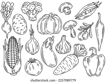 Set of black outline vegetable icons. Hand drawn drawings of carrot, cabbage, broccoli, corn, pumpkin. Sketch food illustration. Doodle silhouettes of harvest elements