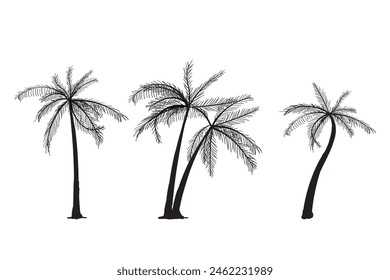 Set of Black palm trees hand drawn doodle isolated on white background. Palm silhouettes. Design of palm trees for posters, banners or promotional items. Vector illustration
