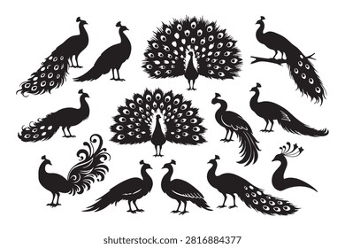 Set of black peacock bird silhouettes isolated on white isolated on white background, Vector