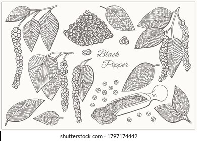 Set with black pepper. Graphic hand drawn engraving style. Botanical illustration for packaging, menu cards, posters, prints.