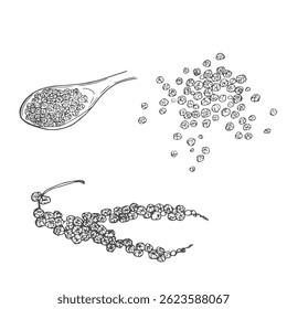Set with black pepper. Graphic hand drawn engraving style. Botanical illustration for packaging, menu cards, posters, prints.