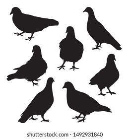 Set of black pigeon shadow isolated on white background. Group of pet dove silhouette action walk on the ground. Birds icon cartoon character portrait figure standing.