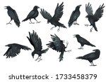 Set of black raven bird in different poses cartoon crow design flat vector animal illustration isolated on white background