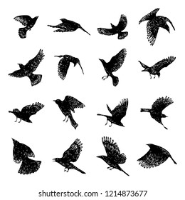 Set of black raven birds, hand drawn crows flock. Drawing sketch. Vector.