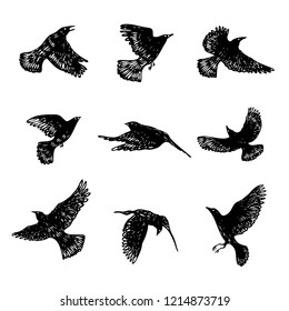 Set of black raven birds, hand drawn crows flock. Drawing sketch. Vector.