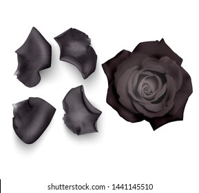 Set of Black rose petals , close-up on a white background can be used for design of romantic greetings. Vector Eps10 illustration