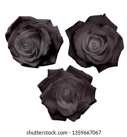 Set of black roses isolated on white background, can be used like decoration for holiday cards, realistic black roses, vector illustration