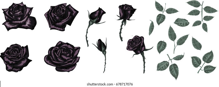 Set of Black Roses for web decoration and card design - vector 