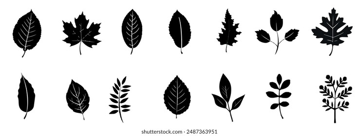 Set of Black Silhouette Autumn Leaves Vector Illustration. Collection of Various Leaf Shape. 