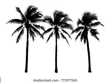 set of black silhouette coconut tree, isolated natural plant sign, silhouette vector illustration