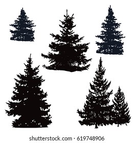 Set of black silhouette coniferous trees on white background.