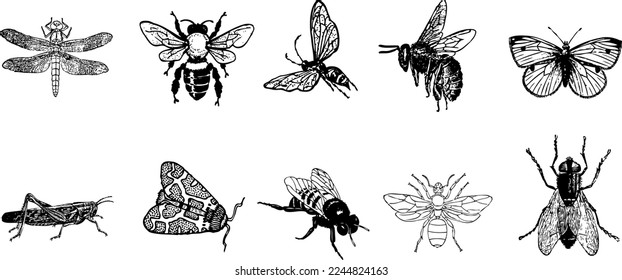 Set of Black Silhouette Insects Vector Design Illustration 