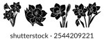Set of black silhouettes of decorative fresh blossoming Narcissus with steam and leaves. Hand drawn outline flower icon. Vector monochrome illustrations isolated on white background.