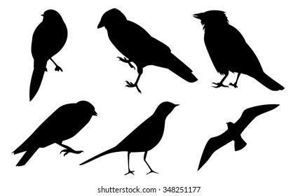 Set of black silhouettes of different birds. Vector illustration