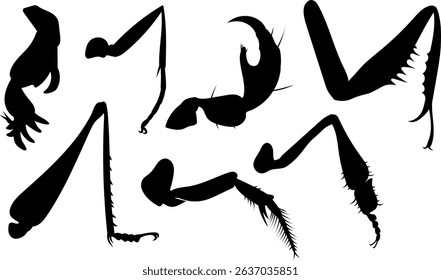 Set of black silhouettes of different types of insect legs (cursorial, saltatorial, scansorial, fossorial, raptorial, foragial, natatorial) for biology lessons	