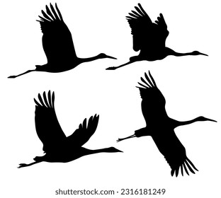 Set of black silhouettes of flying crane bird. Common, Sarus, Red-crowned,Siberian. Isolated on white background. Vector illustration.