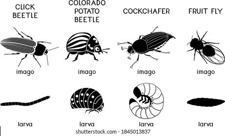 Conjunto de siluetas negras de plagas de insectos de plantas agrícolas (escarabajo de clic, escarabajo de patata colorado, jarra de gallina y mosca de la fruta) aisladas en fondo blanco