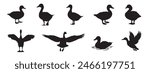 A set of black silhouettes isolated of ducks. Ducks vector illustration. Ducks art work.