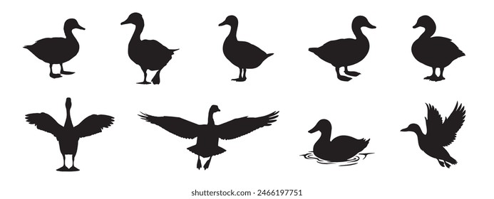 Un conjunto de siluetas negras aisladas de patos. Ilustración vectorial de patos. Trabajos de arte de los patos.