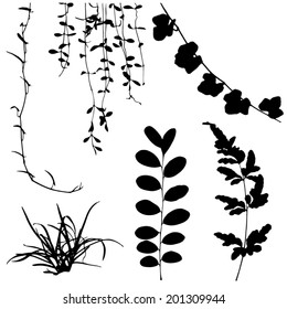 set black silhouettes of leaf and vine plant Vector illustration