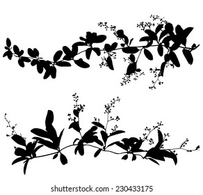 Set Black Silhouettes Of Leaf And Vine Plant Vector Illustration