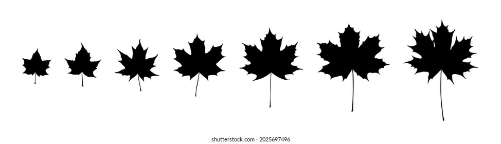 Conjunto de siluetas negras de hojas de arce de pequeñas a grandes. Vector