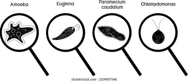 Set of black silhouettes of microscopic protozoa unicellular organisms: Paramecium caudatum, Amoeba proteus, Chlamydomonas and Euglena viridis under magnifying glass