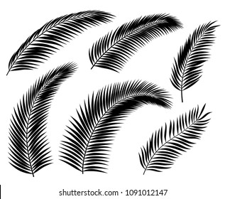 Set of black silhouettes of palm leafs and branches, isolated on white.