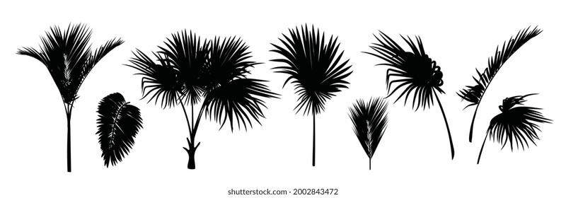Set of black silhouettes of palm trees, betel nut, coconut tree, coconut leaves.  Botanical and Jungle leaves design for nature background, Eco and summer banner, wallpaper, pattern and prints.