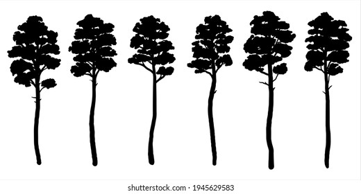 Set of black silhouettes of pine trees. Vector silhouettes of pine trees 