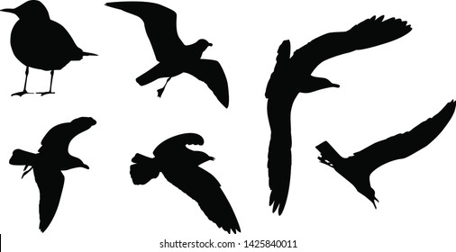 Set of black silhouettes seagulls. Vector illustration