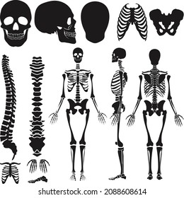 Set of black silhouettes of skeletal human bones isolated on white background. Vector illustration