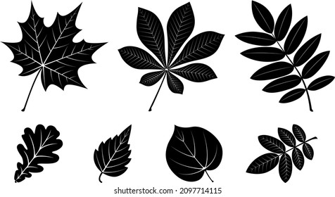 Conjunto de siluetas negras de hojas de árbol. 