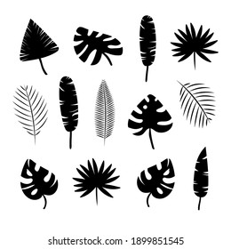 Set of black silhouettes of tropical leaves of palm trees, trees. Stock Vector Illustration