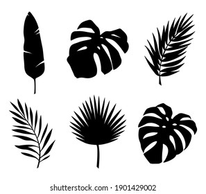 Set of black silhouettes of tropical leaves (monstera, palm leaf, banana leaf, fan palm leaf) isolated on a white background. Vector illustration.