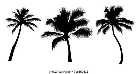 Set black silhouettes tropical palm trees, on white background.  
