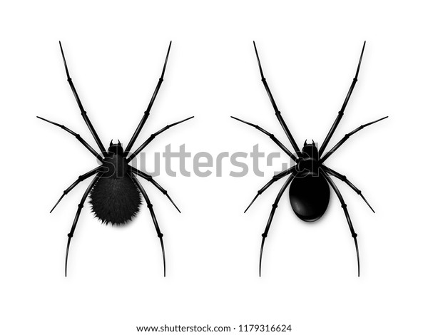 白い背景に黒いクモを設定します 黒いクモのリアルなベクターイラスト のベクター画像素材 ロイヤリティフリー