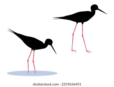 Set von schwarzem Stilftigen. Himantopus novaezelandiae einzeln auf weißem Hintergrund. Kakī. Wader in der Avocet und Stielen Familie, Recurvirostridae. Vektorgrafik.