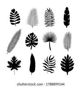 Set black tropical silhouettes of palm leaves. Monstera, coconut, banana, mango, chamaedorea. Vector illustration on white background