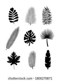 Set black tropical silhouettes of palm leaves. Monstera, coconut, banana, mango, chamaedorea. Vector illustration on white background