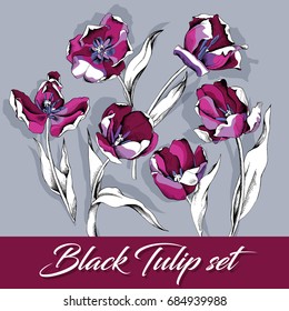 Set of a Black Tulip floral. Vector illustration.