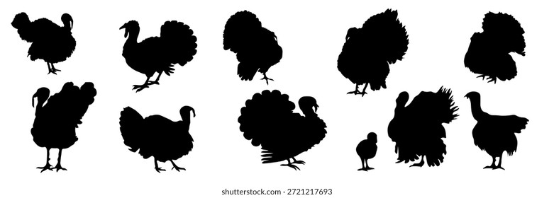 Set von schwarzen Truthahn Silhouetten in verschiedenen Posen. Nutzgeflügel einzeln auf transparentem Hintergrund. Vektorgrafik für Thanksgiving-Designs, Agrarprojekte, bäuerliche Themen, Erntedekorationen, Lebensmittelindustrie, Verpackungen, Poster, Einladungen und saisonale Illustrationen.
