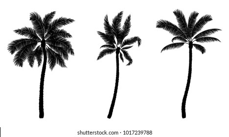 Set of black vector palm isolated on white. Hand drawn trees. Parts for design.