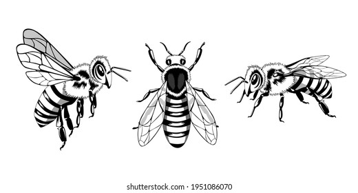 Set of black and white bees on a white background. Design for banners, prints, flyers.